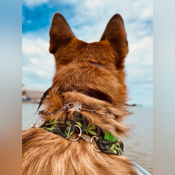 16.25” West 49 Dog Bandana, West 49, West 49 Jeans, Repurposed, Handmade, Jean - Picture 7 of 8